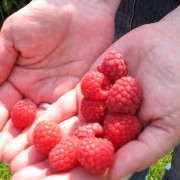 Ein Größenvergleich der Himbeeren vom Obsthof Gut Stubbe