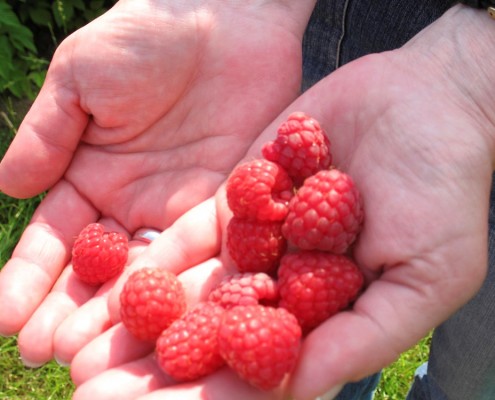 Ein Größenvergleich der Himbeeren vom Obsthof Gut Stubbe