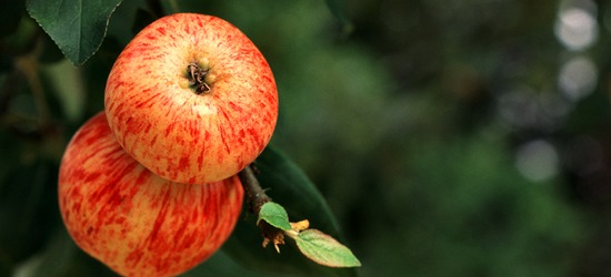 Frühäpfel von Gut Stubbe