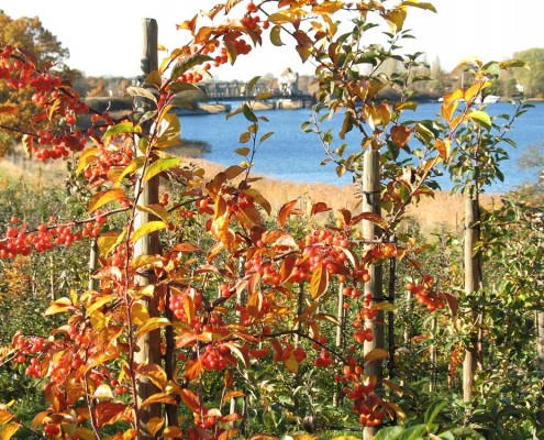 Im Café Obsthof des Gut Stubbe mit Blick durch Obstplantagen zur Schlei