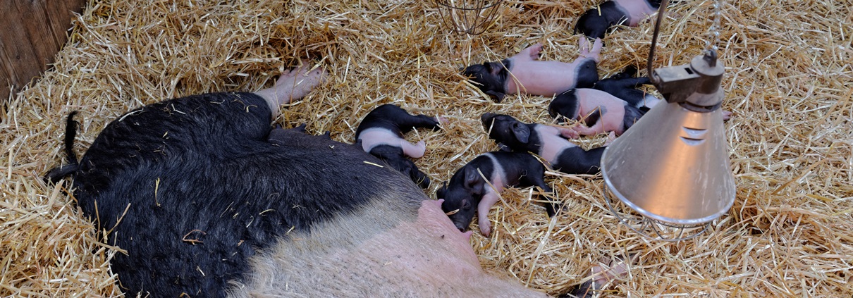 Gut Stubbe Landwirtschaftsbetrieb - Angler Sattelschwein