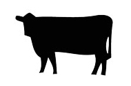 Aberdeen Angus von Gut Stubbe