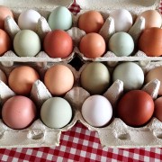 Eier von freilaufenden Hühnern von Gut Stubbe